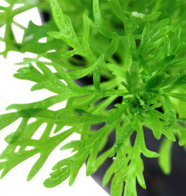 Tropica 1-2-GROW! Limnophila Aquatica