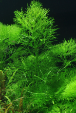 Tropica 1-2-GROW! Limnophila Aquatica