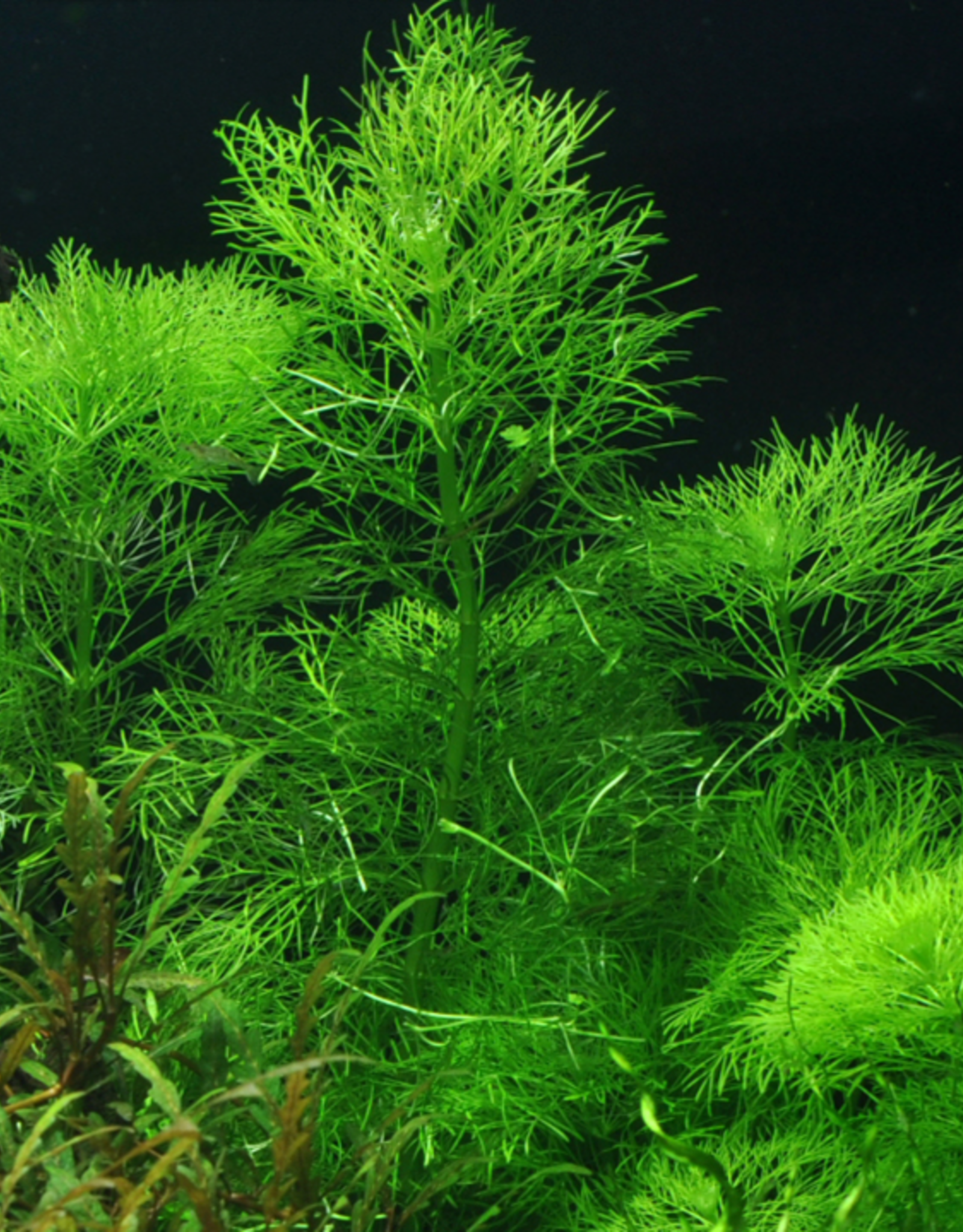 Tropica 1-2-GROW! Limnophila Aquatica