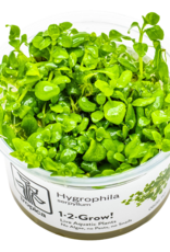 Tropica 1-2-GROW! Hygrophila Serphyllum