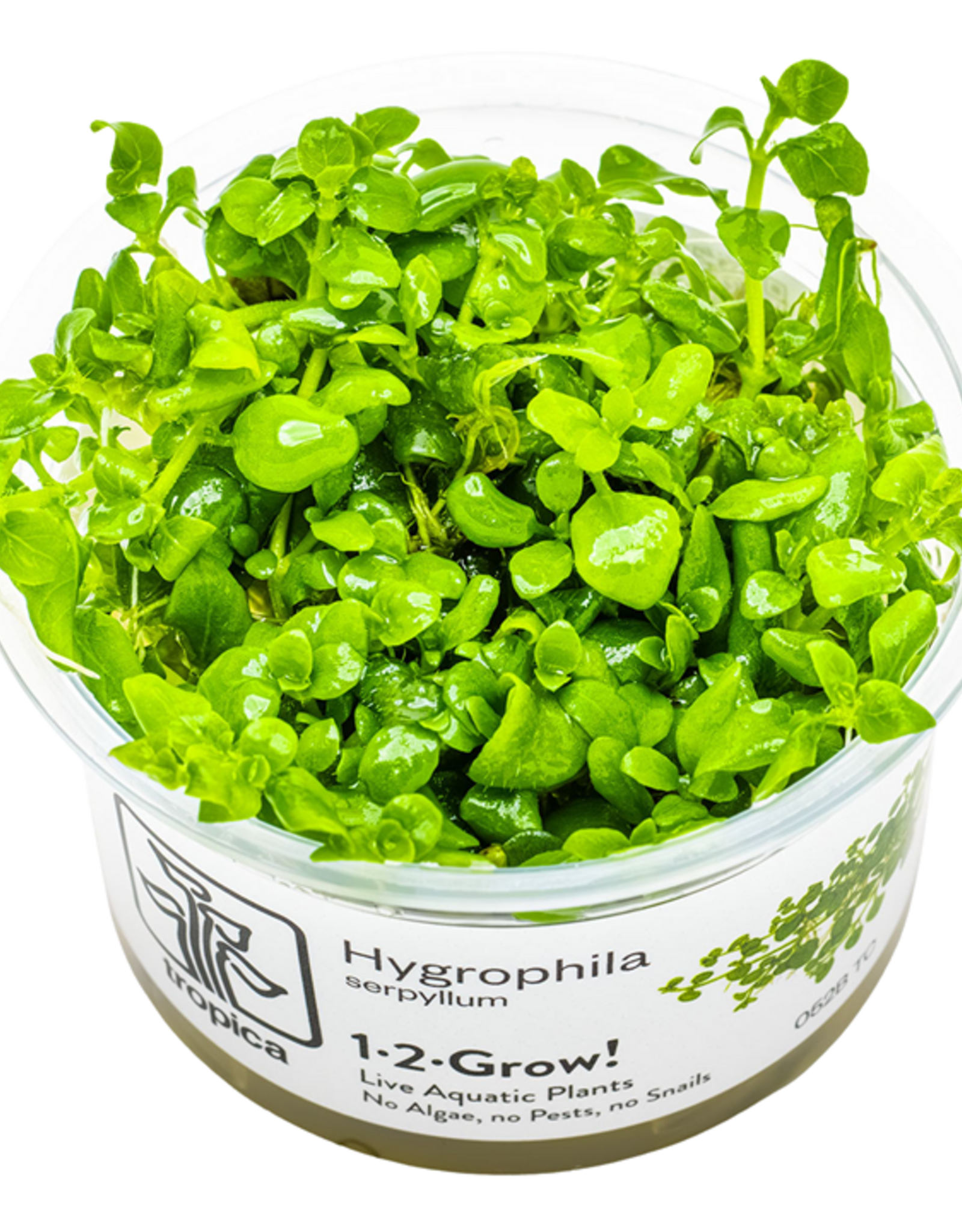 Tropica 1-2-GROW! Hygrophila Serphyllum