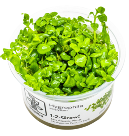 Tropica 1-2-GROW! Hygrophila Serphyllum