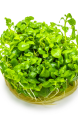 Tropica 1-2-GROW! Hygrophila Serphyllum