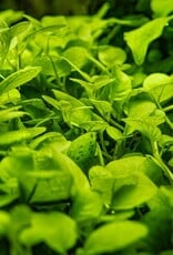 Tropica 1-2-GROW! Hygrophila Serphyllum