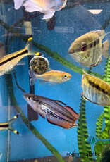 Xtreme Aquatic Foods XTREME X-Tabs