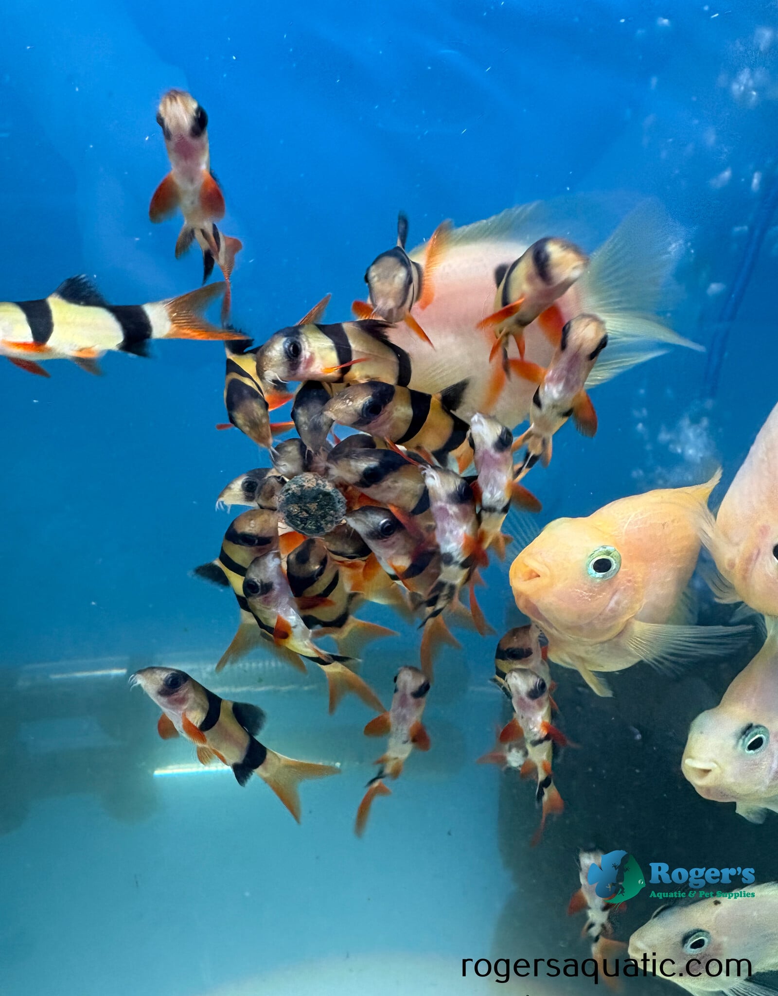 Xtreme Aquatic Foods XTREME X-Tabs