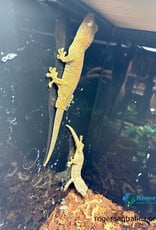 Roger's Aquatics CHAHOUA GECKO Pine Island Locale - Proven Breeding Pair