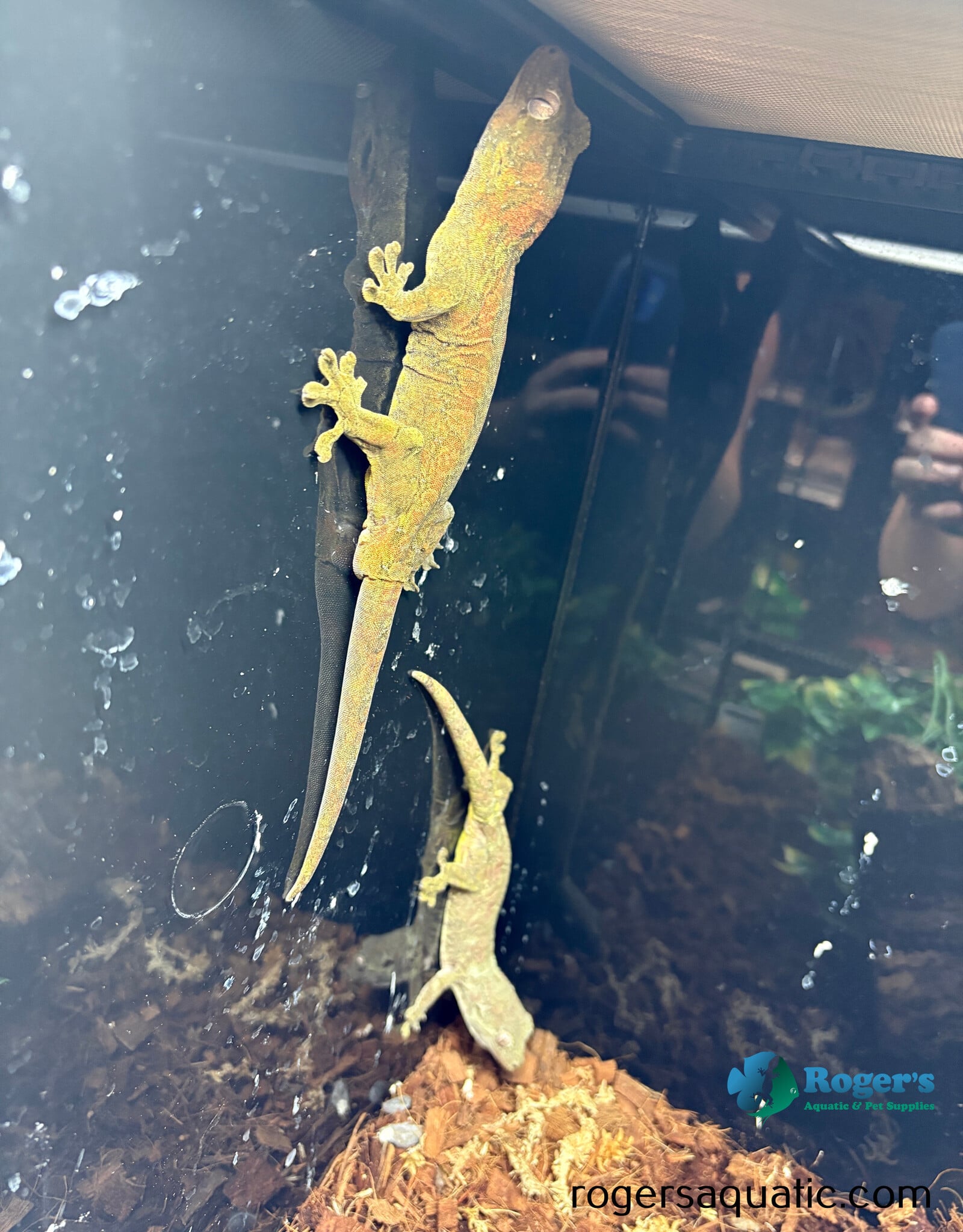 Roger's Aquatics CHAHOUA GECKO Pine Island Locale - Proven Breeding Pair
