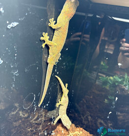 Roger's Aquatics CHAHOUA GECKO Pine Island Locale - Proven Breeding Pair