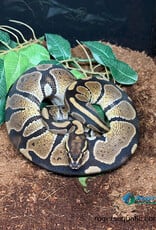 BP - Normal het Albino - Hatched Spring 2025