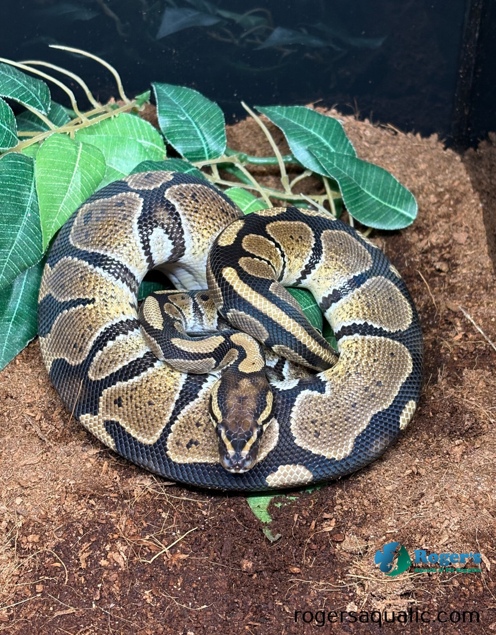 BP - Normal het Albino - Hatched Spring 2025