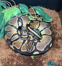 BP - Normal het Albino - Hatched Spring 2025
