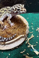 LEOPARD GECKO - Mac Snow - Female - Hatched Spring 2025