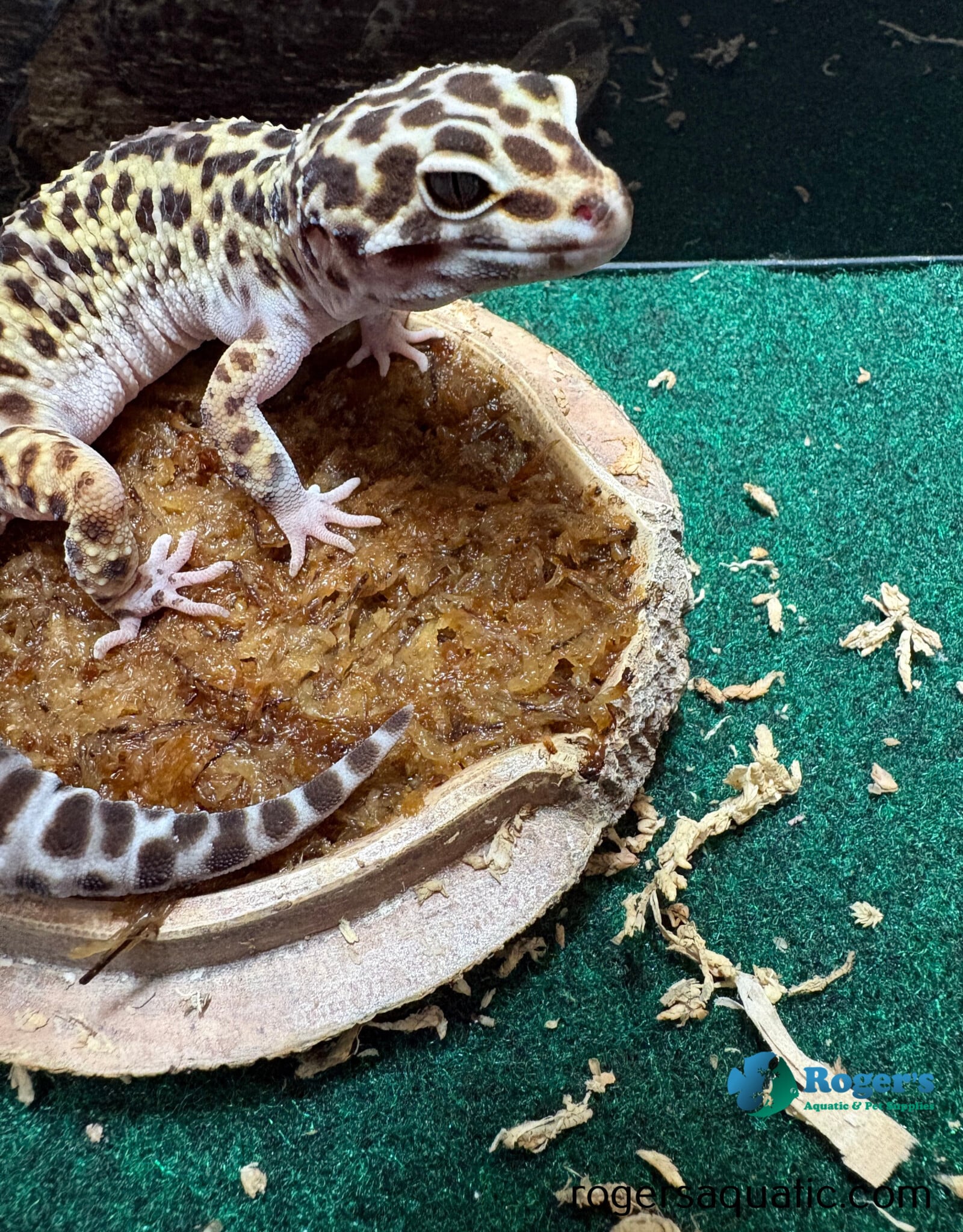 LEOPARD GECKO - Mac Snow - Female - Hatched Spring 2025