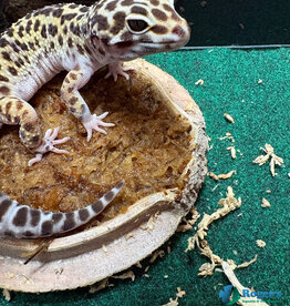 LEOPARD GECKO - Mac Snow - Female - Hatched Spring 2025