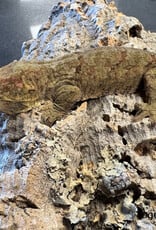 Roger's Aquatics CHAHOUA GECKO - White Collar -Pine Island Locale - Male - Hatched Summer 2025
