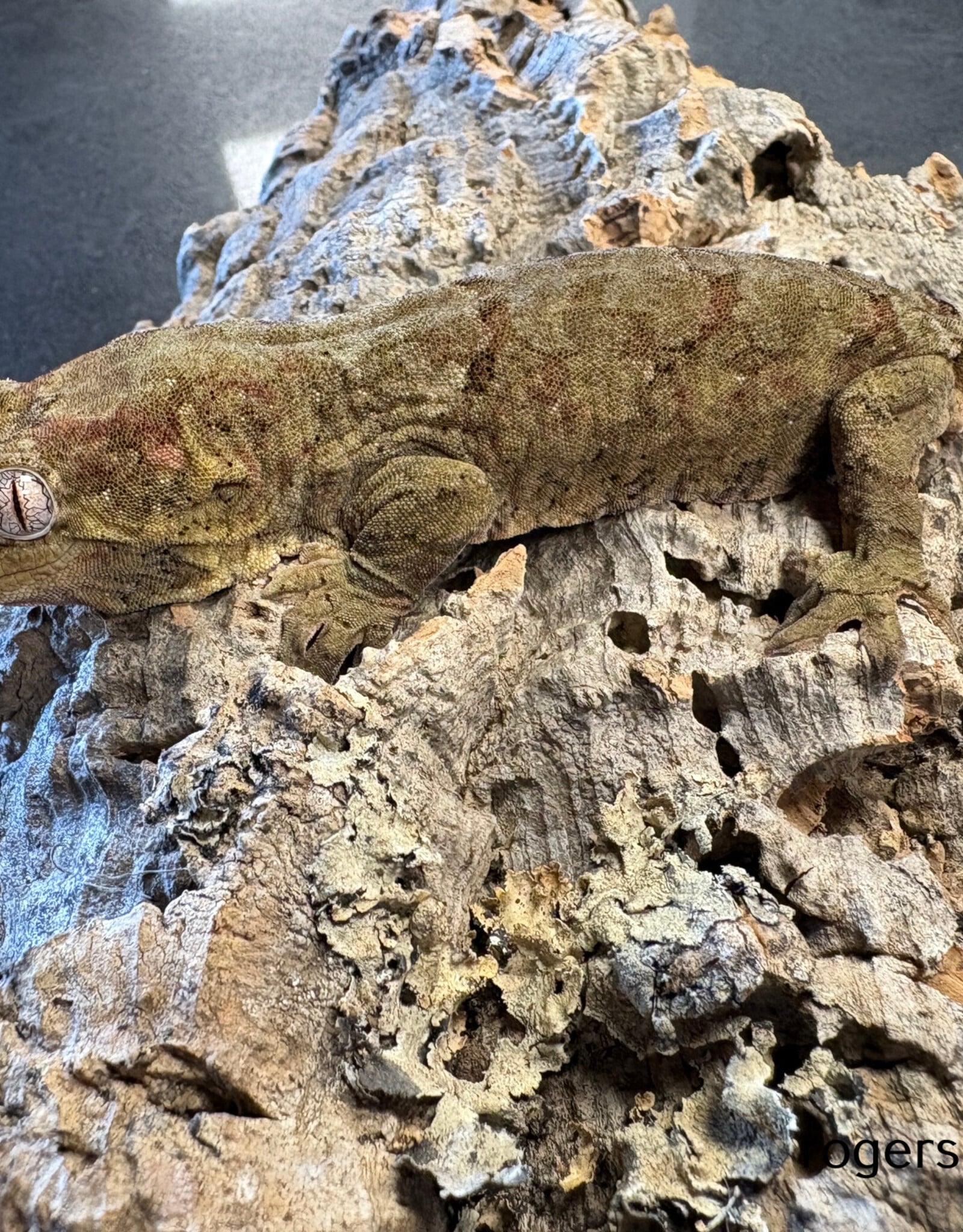 Roger's Aquatics CHAHOUA GECKO - White Collar -Pine Island Locale - Male - Hatched Summer 2025