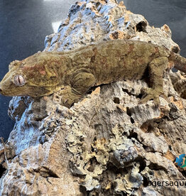 Roger's Aquatics CHAHOUA GECKO - White Collar -Pine Island Locale - Male - Hatched Summer 2025