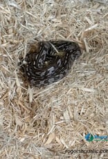 CORN SNAKE - Anery Tessera het motley - Hatched July 7, 2026