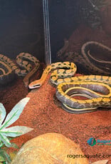 CHINESE BEAUTY RAT SNAKE - Male - Hatched 2024