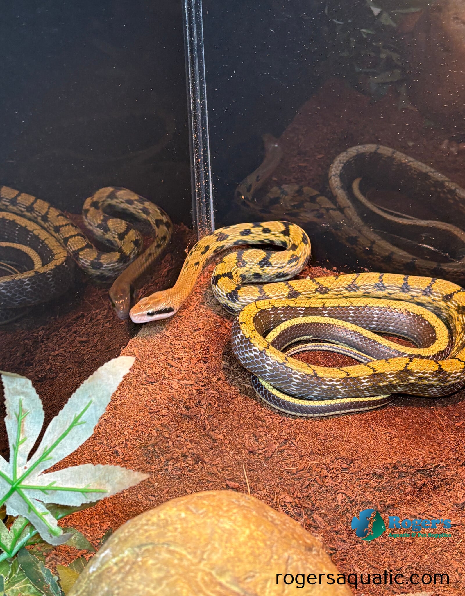 CHINESE BEAUTY RAT SNAKE - Male - Hatched 2024