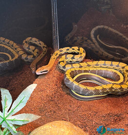 CHINESE BEAUTY RAT SNAKE - Male - Hatched 2024