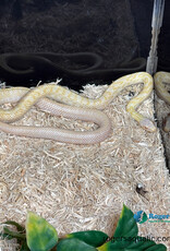 JAPANESE RAT SNAKE - Hatched Spring 2024 - Female