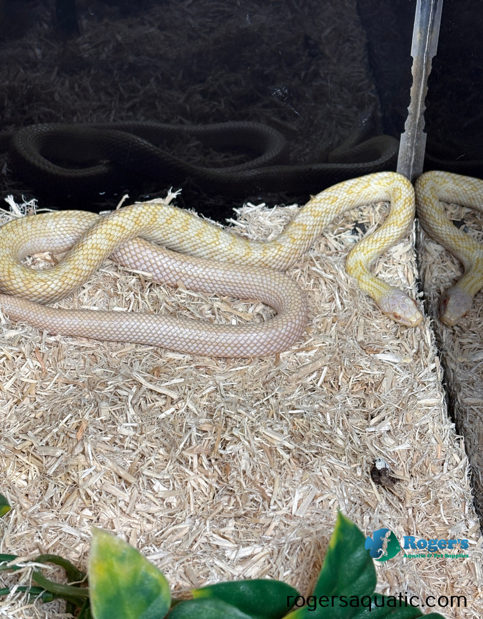 JAPANESE RAT SNAKE - Hatched Spring 2024 - Female