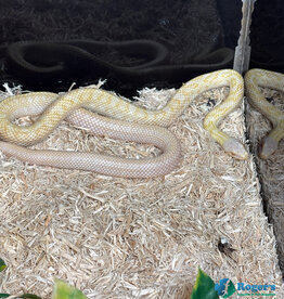 JAPANESE RAT SNAKE - Hatched Spring 2024 - Female