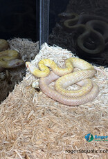 JAPANESE RAT SNAKE - Hatched Spring 2024 - Male