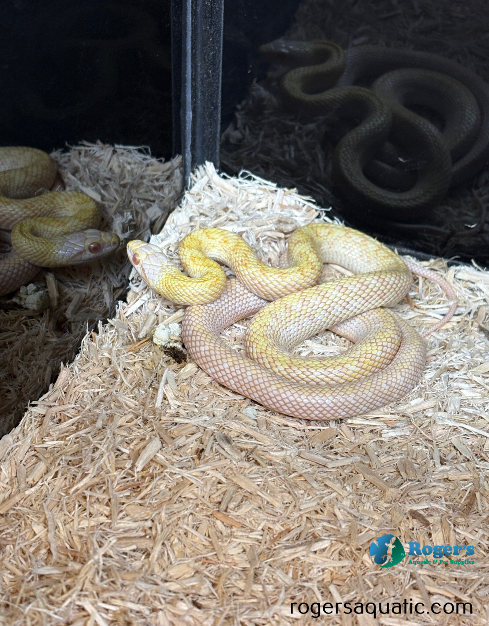 JAPANESE RAT SNAKE - Hatched Spring 2024 - Male
