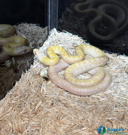 JAPANESE RAT SNAKE - Hatched Spring 2024 - Male