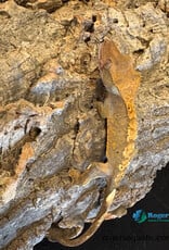 Roger's Aquatics CRESTED GECKO - Harlequin - Hatched Oct 2025