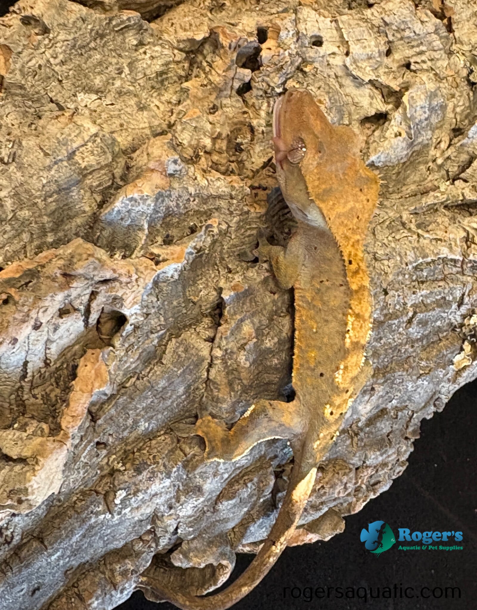 Roger's Aquatics CRESTED GECKO - Harlequin - Hatched Oct 2025