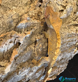 Roger's Aquatics CRESTED GECKO - Harlequin - Hatched Oct 2025