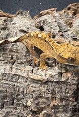 Roger's Aquatics CRESTED GECKO - Harlequin with Dalmation Spots - Hatched Jan 2026