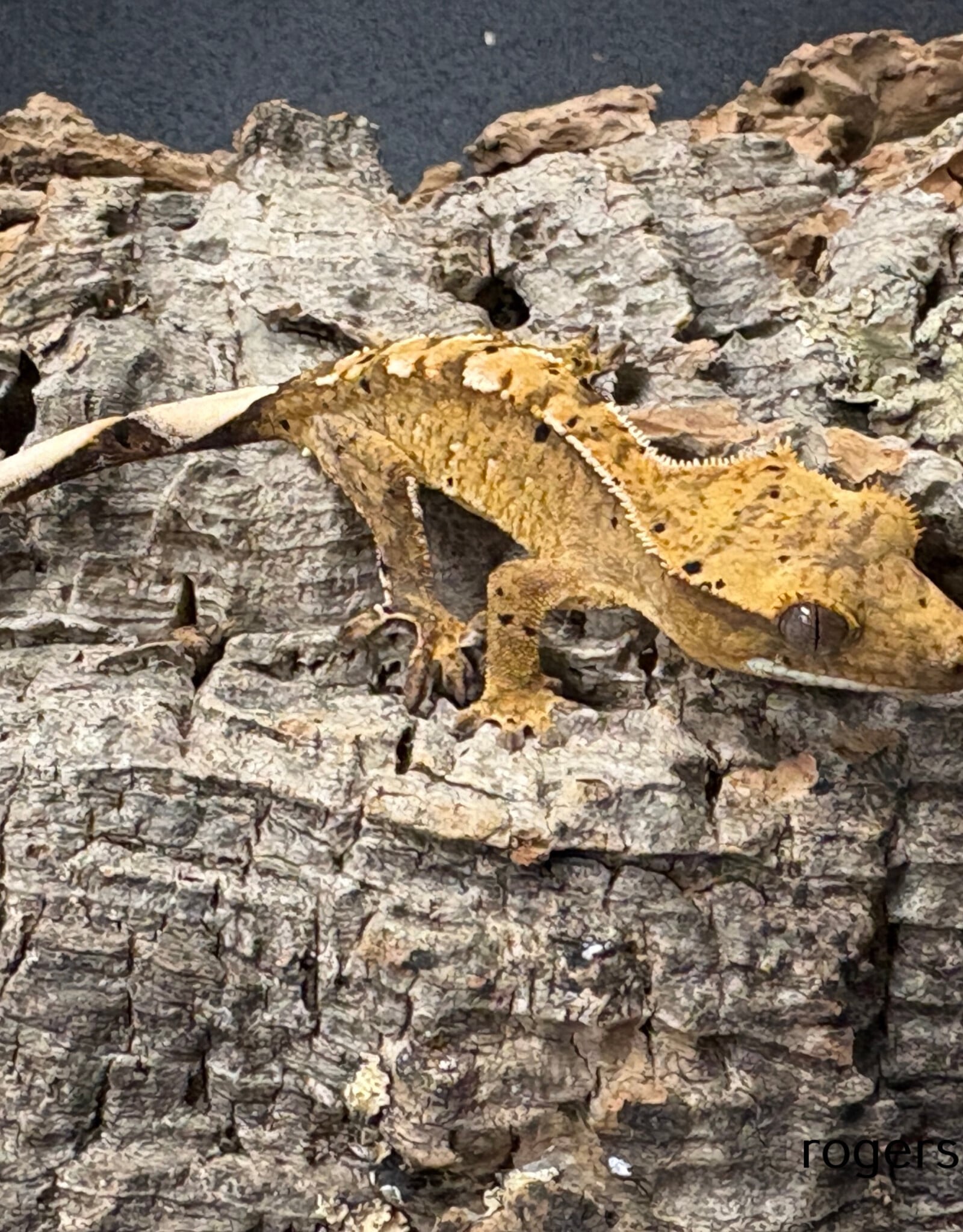 Roger's Aquatics CRESTED GECKO - Harlequin with Dalmation Spots - Hatched Jan 2026
