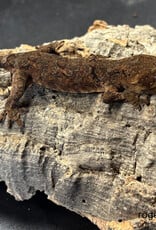 Roger's Aquatics CHAHOUA GECKO Pine Island Locale - UNSEXED- Hatched Sept '25
