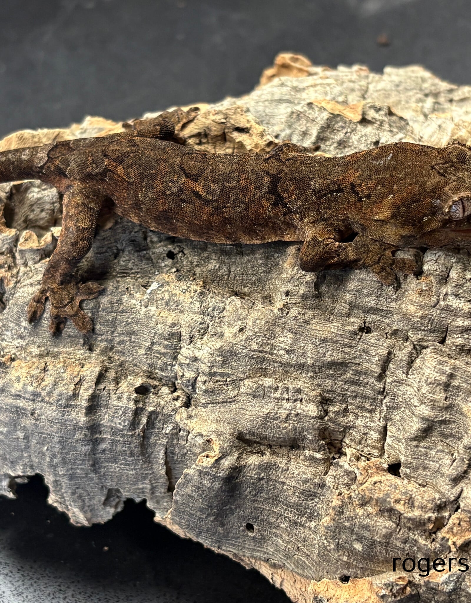Roger's Aquatics CHAHOUA GECKO Pine Island Locale - UNSEXED- Hatched Sept '25