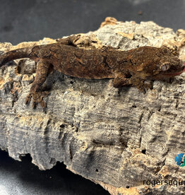 Roger's Aquatics CHAHOUA GECKO Pine Island Locale - UNSEXED- Hatched Sept '25