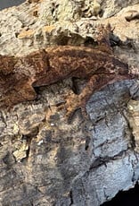 Roger's Aquatics CHAHOUA GECKO Pine Island Locale - UNSEXED- Hatched Dec '25