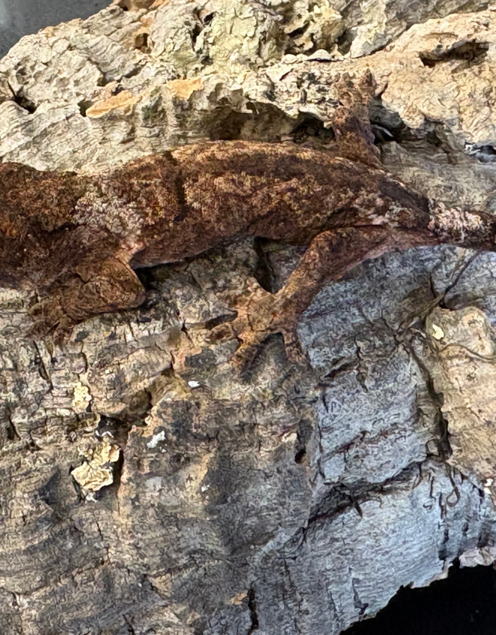 Roger's Aquatics CHAHOUA GECKO Pine Island Locale - UNSEXED- Hatched Dec '25