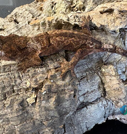 Roger's Aquatics CHAHOUA GECKO Pine Island Locale - UNSEXED- Hatched Dec '25
