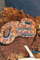 Roger's Aquatics BRAZILIAN RAINBOW BOA - Female - Hatched 2024