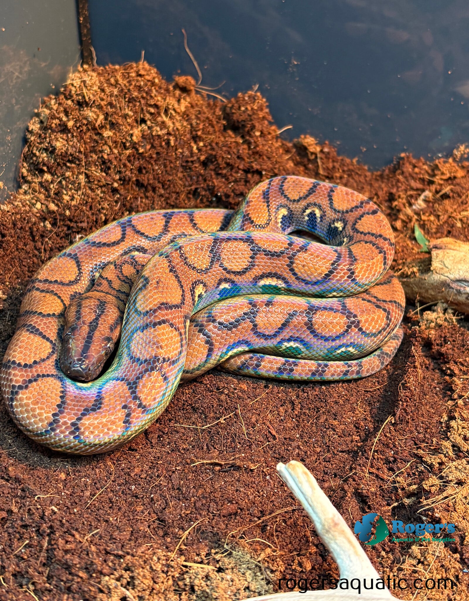 Roger's Aquatics BRAZILIAN RAINBOW BOA - Female - Hatched 2024