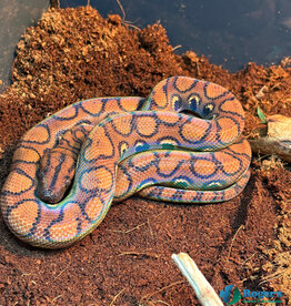Roger's Aquatics BRAZILIAN RAINBOW BOA - Female - Hatched 2024