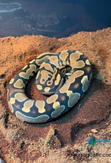 BP - Yellowbelly het Pied - Hatched Spring 2025