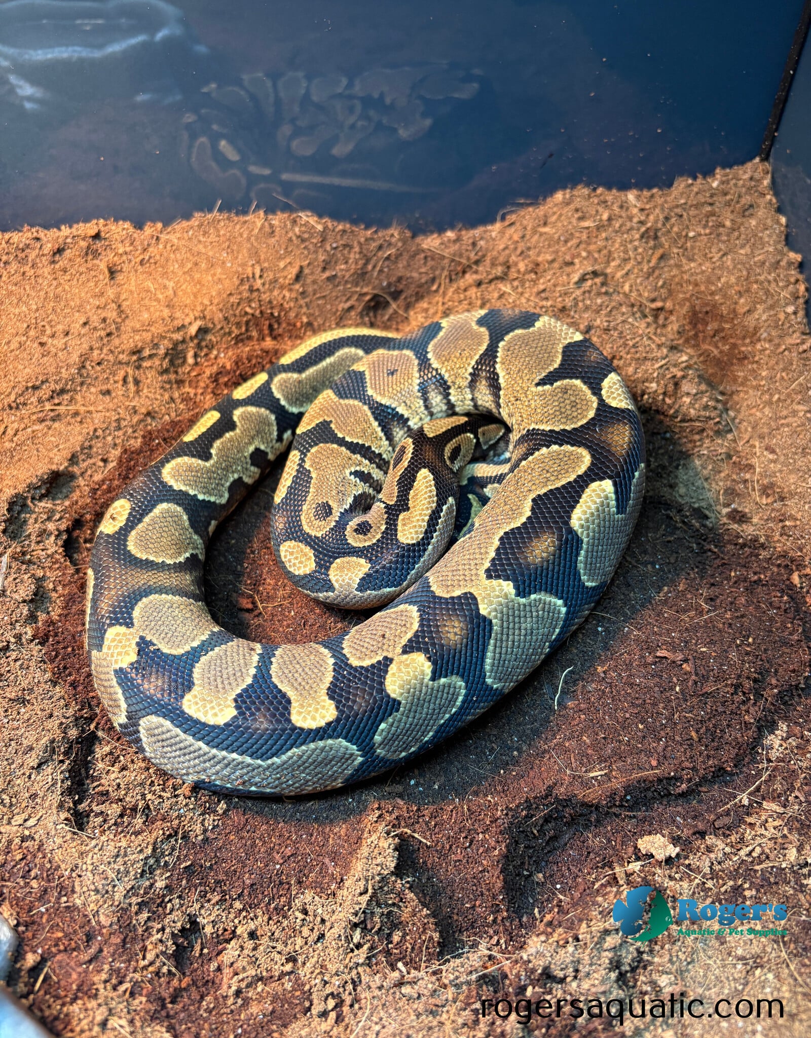 BP - Yellowbelly het Pied - Hatched Spring 2025