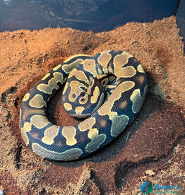 BP - Yellowbelly het Pied - Hatched Spring 2025
