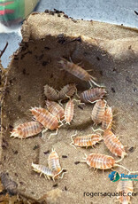 Roger's Aquatics Isopod Culture - P. pruinosus "Creamsicle"